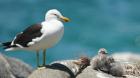 Maltrato a polluelos de gaviota en Maitencillo expone la fragilidad de una especie clave del ecosistema costero