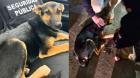 La arrastró por varias cuadras: denuncian caso de maltrato animal a perrita en Quillota
