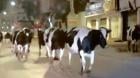 La “Magia del Sur” en San Antonio: vacas se pasean por las calles de la ciudad