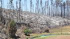 Decretan emergencia agrícola por afectación de incendios forestales en el Biobío