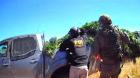 PDI, Carabineros y Ejército logran incautar plantación de marihuana en Ercilla