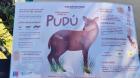 Con plan piloto iniciaron conservación del pudú en Chiloé