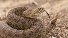 SAG continúa sin encontrar a la serpiente de cascabel que mantiene en alerta a San Antonio