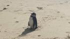 Pingüino llegó hasta la playa de central  Maicolpué y fue retirado por la policía