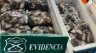Carabineros detuvo nuevamente a infractor por extracción de recursos marinos en veda en Pisagua