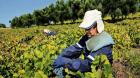 Vino de Ñuble gana espacio en los mercados internacionales