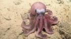 Científico nortino descubre un nuevo pulpo y lo bautizan con su nombre: Graneledone sellanesi
