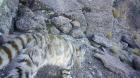 Captan imágenes de gato andino en Parque Volcán Isluga: especie amenazada de la fauna silvestre