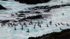 Valparaíso concentra la población más estable de pingüinos Humboldt