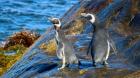 Se conocieron en rehabilitación: pingüinos de Magallanes se van juntos tras liberación en Zapallar