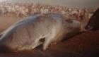 La impactante historia del cachalote que varó hace  tres décadas en sector 'Los Pinares'  de Antofagasta