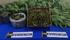 PDI detiene a mujer por cultivo de cannabis en Gorbea