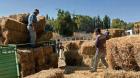 Ganaderos de 4 comunas de Ñuble recibirán fardos para alimentación de animales
