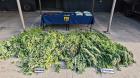 PDI desarticula cultivo de cannabis en Collipulli: incauta mas de 2 kilos de droga, 116 plantas y armamento