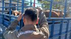 Detienen a dos sujetos por abigeato tras fiscalización en feria ganadera de Bulnes