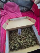 Detenido con casi 4 kilos de droga y un arma a fogueo quedó en prisión