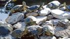 La nueva vida de las tortugas de orejas rojas en el Jardín Botánico de Viña del Mar