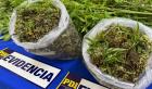 PDI saca de circulación más de tres millones de pesos en marihuana en Hualpín