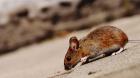 Confirman muerte de niña de siete años por hantavirus en Hijuelas: autoridades llaman a la prevención