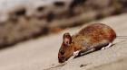 Confirman sexto caso de hantavirus en la Región de Los Lagos