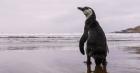 Greenpeace pide a Gobierno de Kast el reingreso de decreto que protege al Pingüino de Humboldt