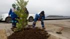 Municipio de Puerto Montt inició plantación de coihues en la costanera