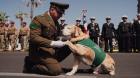 Conoce la historia de Didier: el perro antidrogas de Carabineros que pasa a retiro tras una década de servicio
