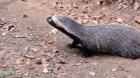Diez ejemplares de fauna silvestre fueron devueltos a su hábitat natural en el Gran Concepción