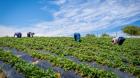 Más de 6 mil agricultores del Biobío recibirán apoyo económico ante alza de precios en insumos