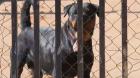 Adulto mayor sufre ataque de jauría de rottweilers en Laguna Verde: una mujer detenida