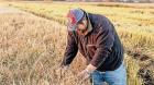 Entregan más de $1.200 millones a agricultores de Ñuble para cultivos tradicionales