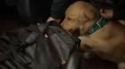 Perro detector de drogas identificó a un hombre que trasladaba cocaína y ketamina en bus con destino a Cañete