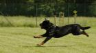 En libertad quedó encargada de Rottweiler que atacaron a dulto mayor en Laguna Verde