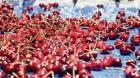 Cerezas de Ñuble resienten caída de precios y menor rentabilidad
