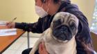 Chipeo gratuito de mascotas suma nuevas jornadas en Antofagasta durante este mes