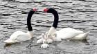 En Puerto Montt detectaron a cisne de cuello negro con Influenza Aviar N1