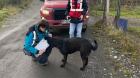 Realizan fiscalización barrial por tenencia responsable de mascotas en Pulutauco de Dalcahue