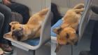 Perrito se roba las miradas al dormir tranquilo en el Metro Valparaíso: “Lo bueno es que nadie lo molesta”