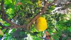 Detectan múltiples focos de la mosca de la fruta en la localidad de Matilla