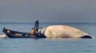 Una ballena varó en las costas de Coronel: se emitió prohibición de acercarse al cetáceo
