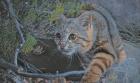 La historia del fotógrafo de Calama que logró imagen del misterioso gato colocolo