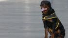 Árbitro casi pierde su brazo tras brutal mordedura de perro Rottweiler en Quilpué