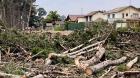 Preocupación en Algarrobo por intervención en bosque de Canelo-Canelillo