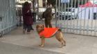 Lo más tierno de la jornada: perritos se desplazan con chalecos y corbatines en Cuenta Pública