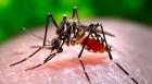 10 focos de Aedes aegypti en Antofagasta: "Es un hecho poco habitual" asegura experto UA y llama a reforzar la vigilancia en viviendas