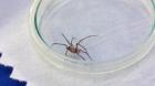 La Calera: niño fue mordido por araña de rincón mientras estaba en clases