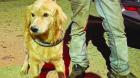 Acabó pesadilla: adoptan a perritos que estuvieron dos años encerrados