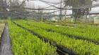 Programa de arborización urbana del Plan de Descontaminación Atmosférica del Gran Concepción alcanza un 78% de avance