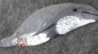 Delfín fue encontrado muerto en playa de Santo Domingo: Sernapesca investiga causas