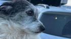 Destacan a perro que acompañó y cuidó a su dueña durante días de extravío en Quellón